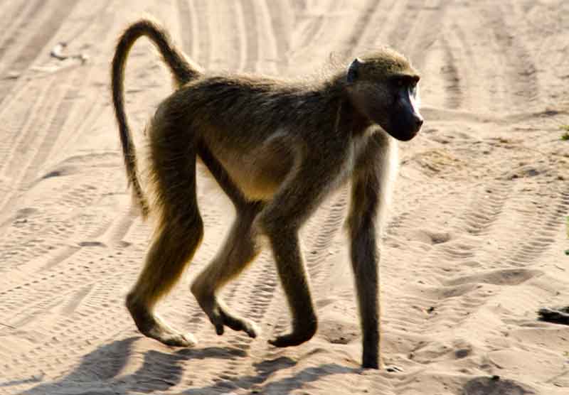 118 - Botswana - mono babuino - parque nacional de Chobe